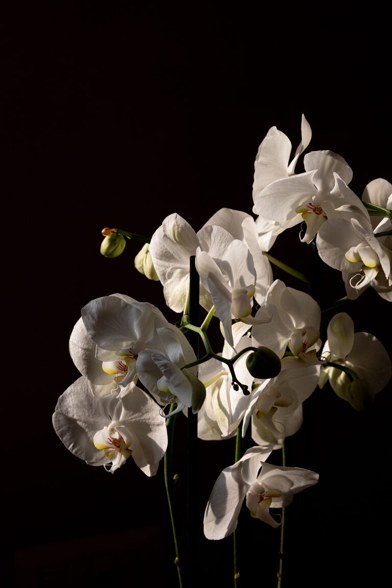 Italianway Monforte d'Alba MON Suite