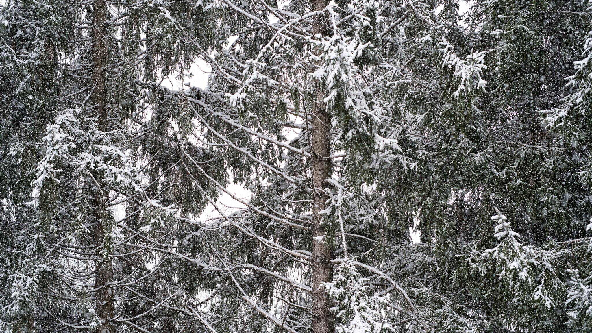 Italianway Cassina Valsassina Nido tra i Pini in Cassina Valsassina