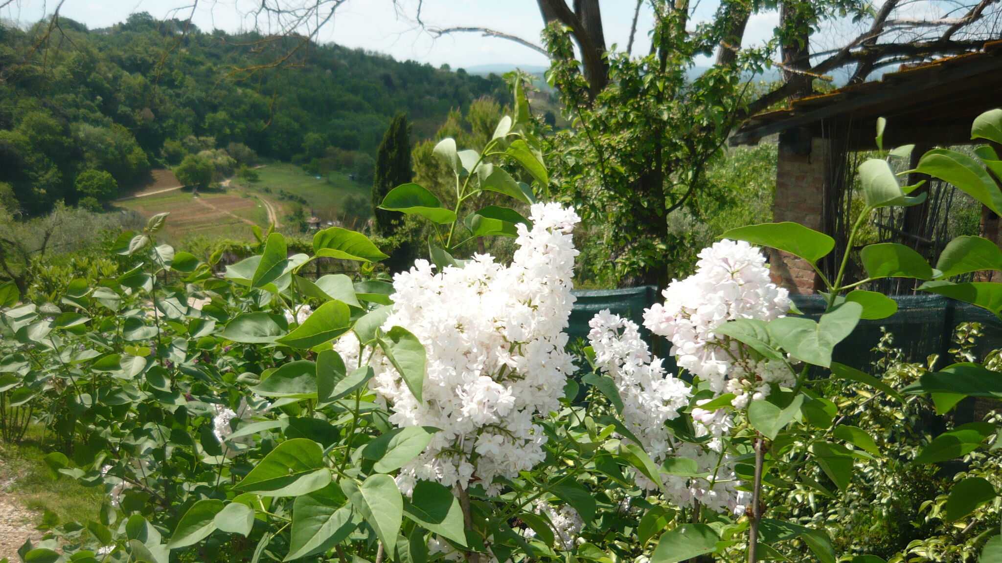 Italianway Poggibonsi Gufo - Romantico appartamento nel Chianti+piscina