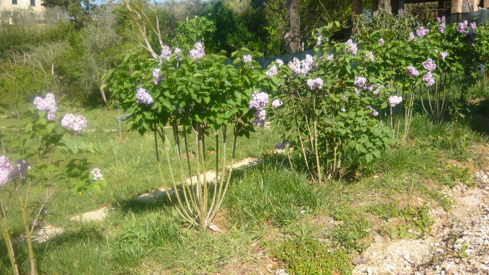 Italianway Poggibonsi Gufo - Romantico appartamento nel Chianti+piscina