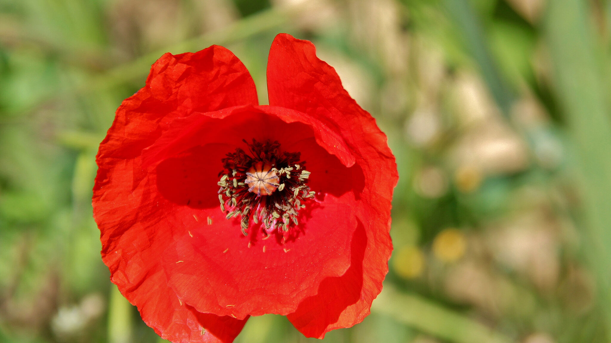 Italianway Poggibonsi Falco – Casa toscana+piscina vicino S. Gimignano