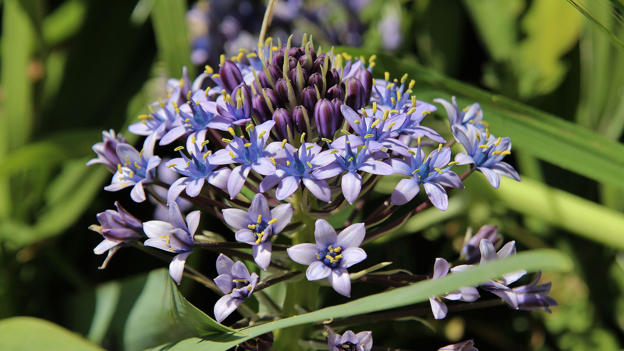 Italianway Poggibonsi Passero – Casa nel Chianti per famiglia+piscina