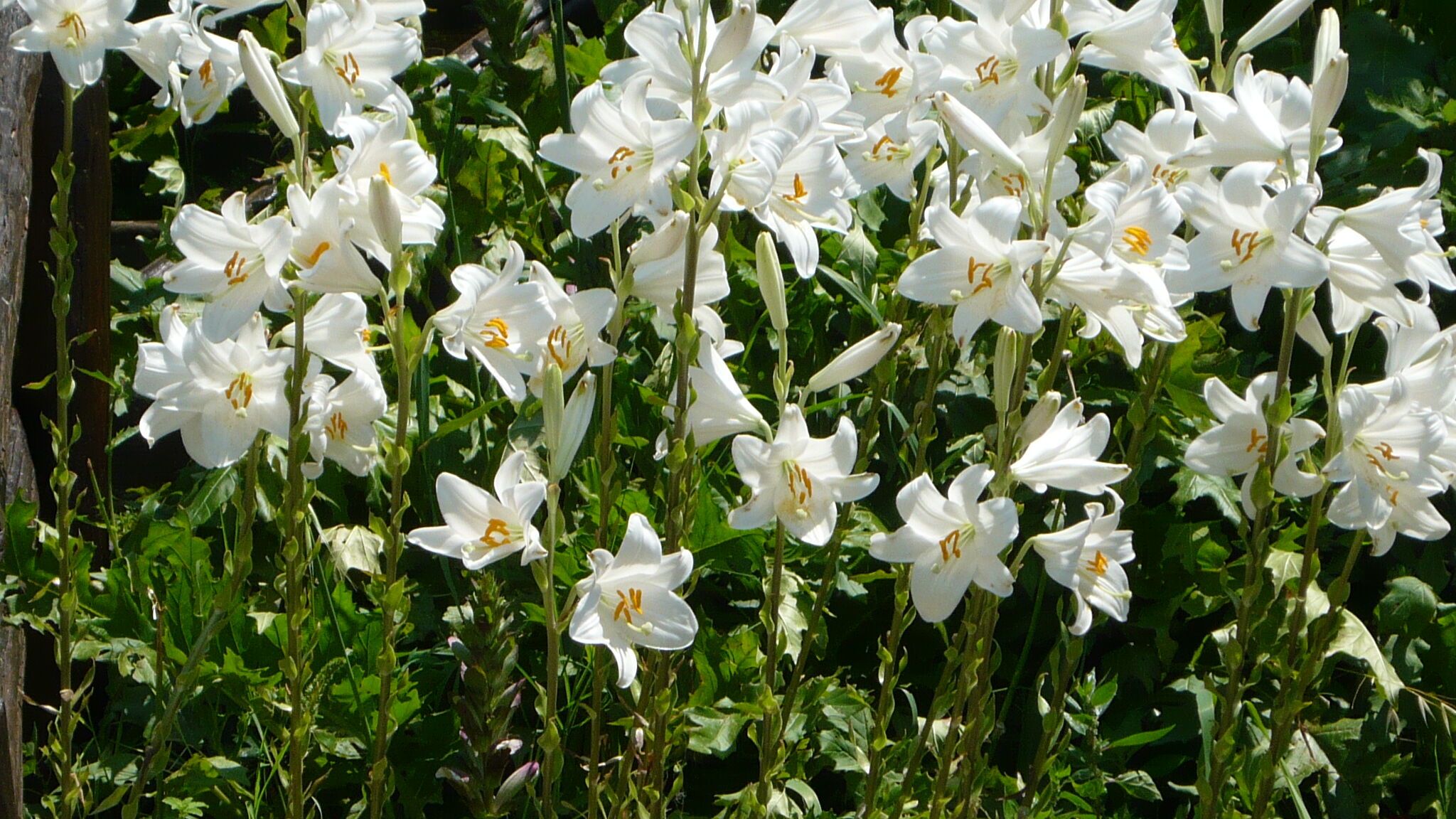 Italianway Poggibonsi Passero – Casa nel Chianti per famiglia+piscina