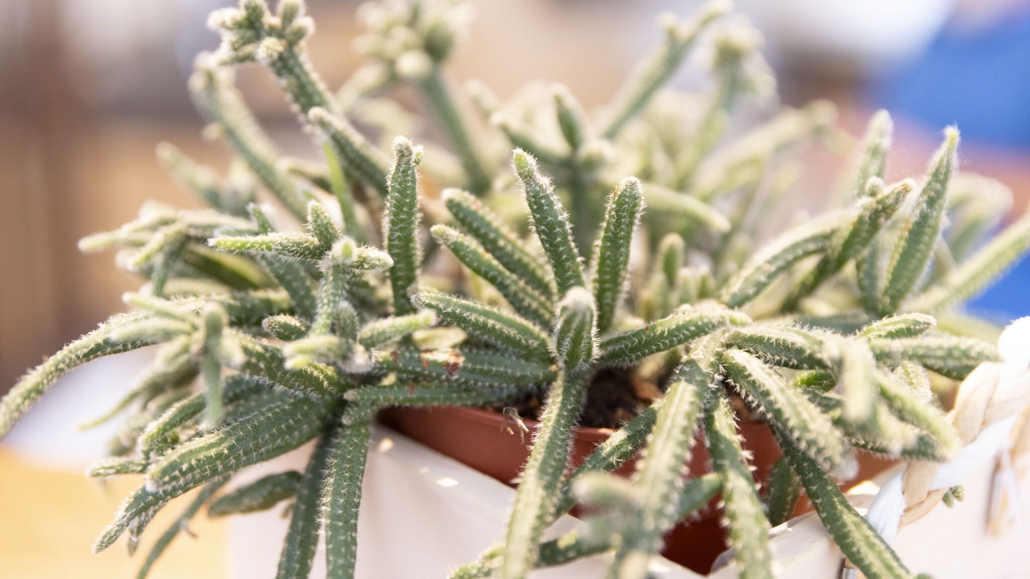 Italianway Arrone Dimora d'Acqua e Charme