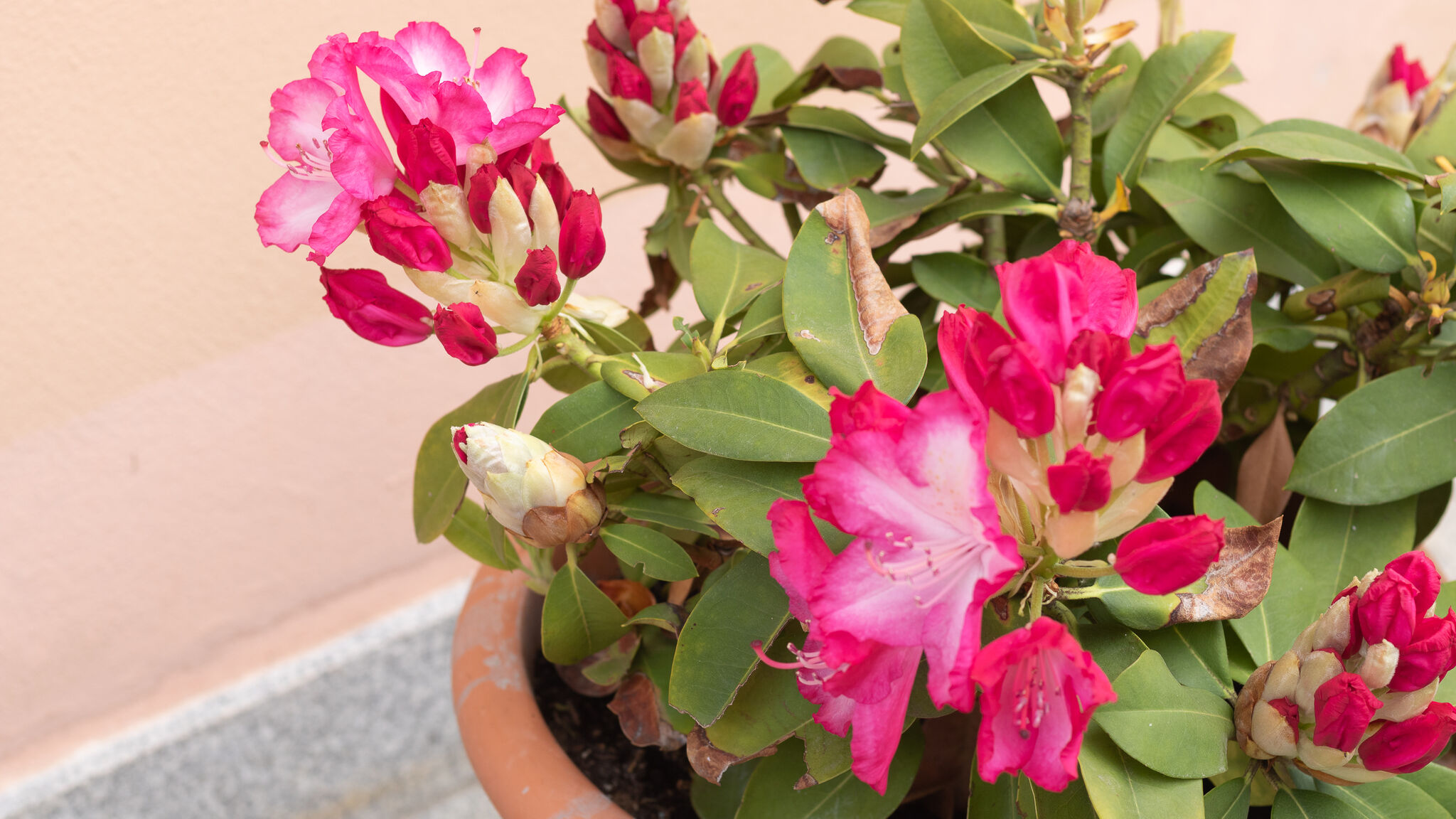 Italianway Bellagio Pescallo Garden Retreat