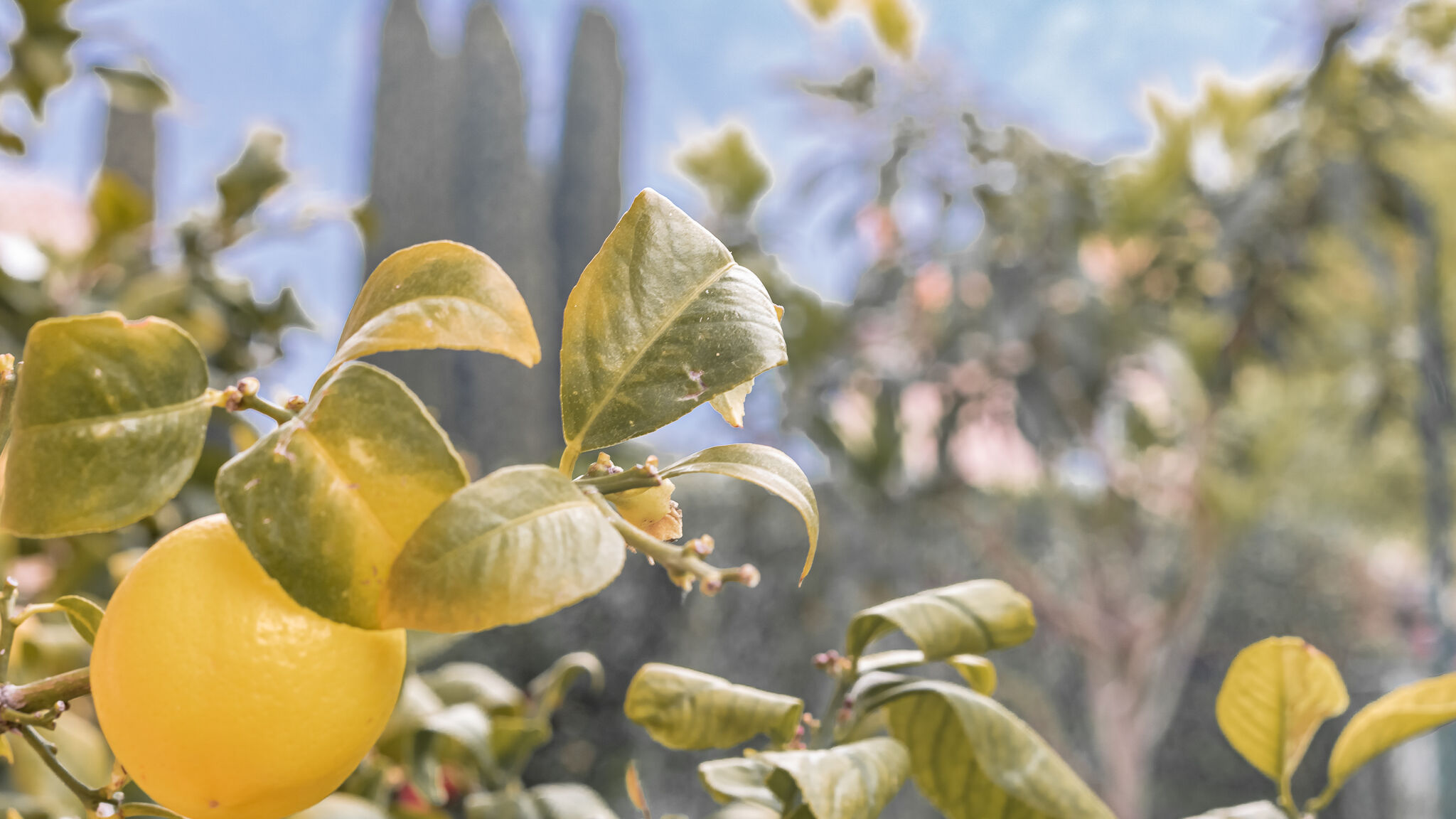 Italianway Bellagio Pescallo Garden Retreat