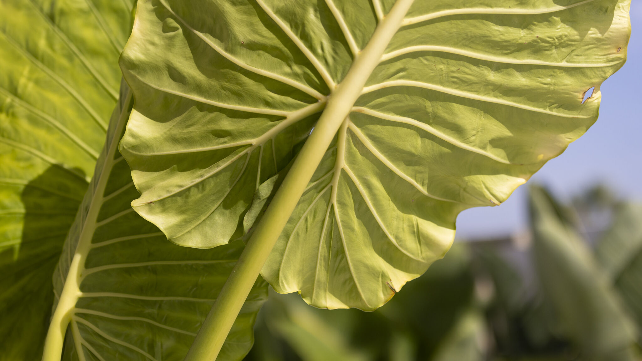 Italianway Ispica Villa Alti vista mare e piscina privata