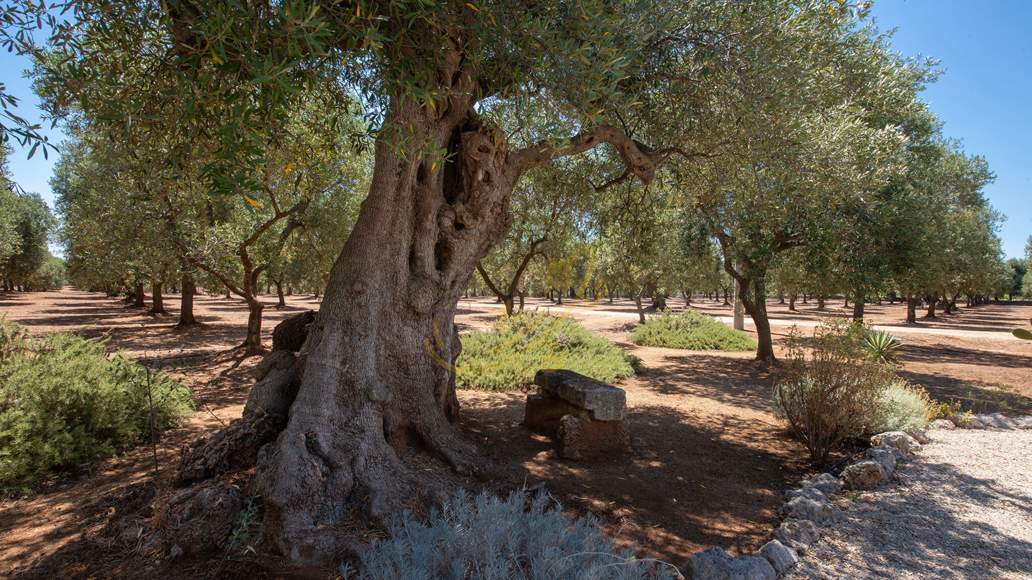 Trulli e Dimore Property Management Fasano TD Lamia Porta Rossa, Countryside w/Olive Trees
