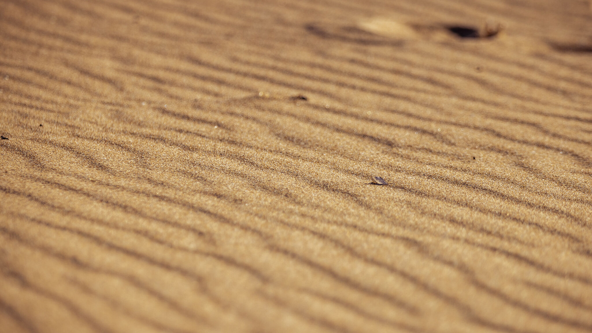 Italianway Ispica Villa delle Palme con piscina privata 