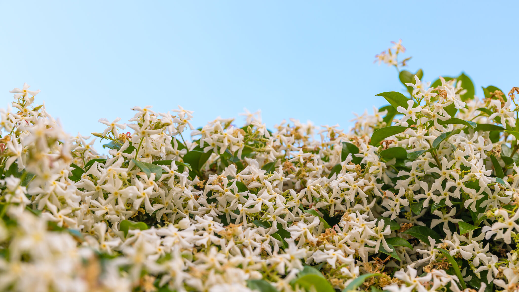 Italianway Napoli Materdei Terrace 