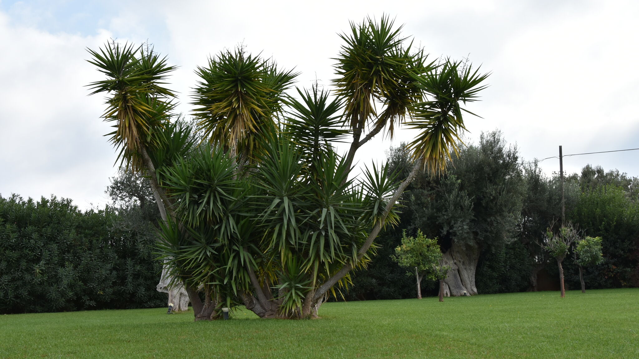 Italianway Monopoli VILLA CARRUBO PEROSCIA by STHEY
