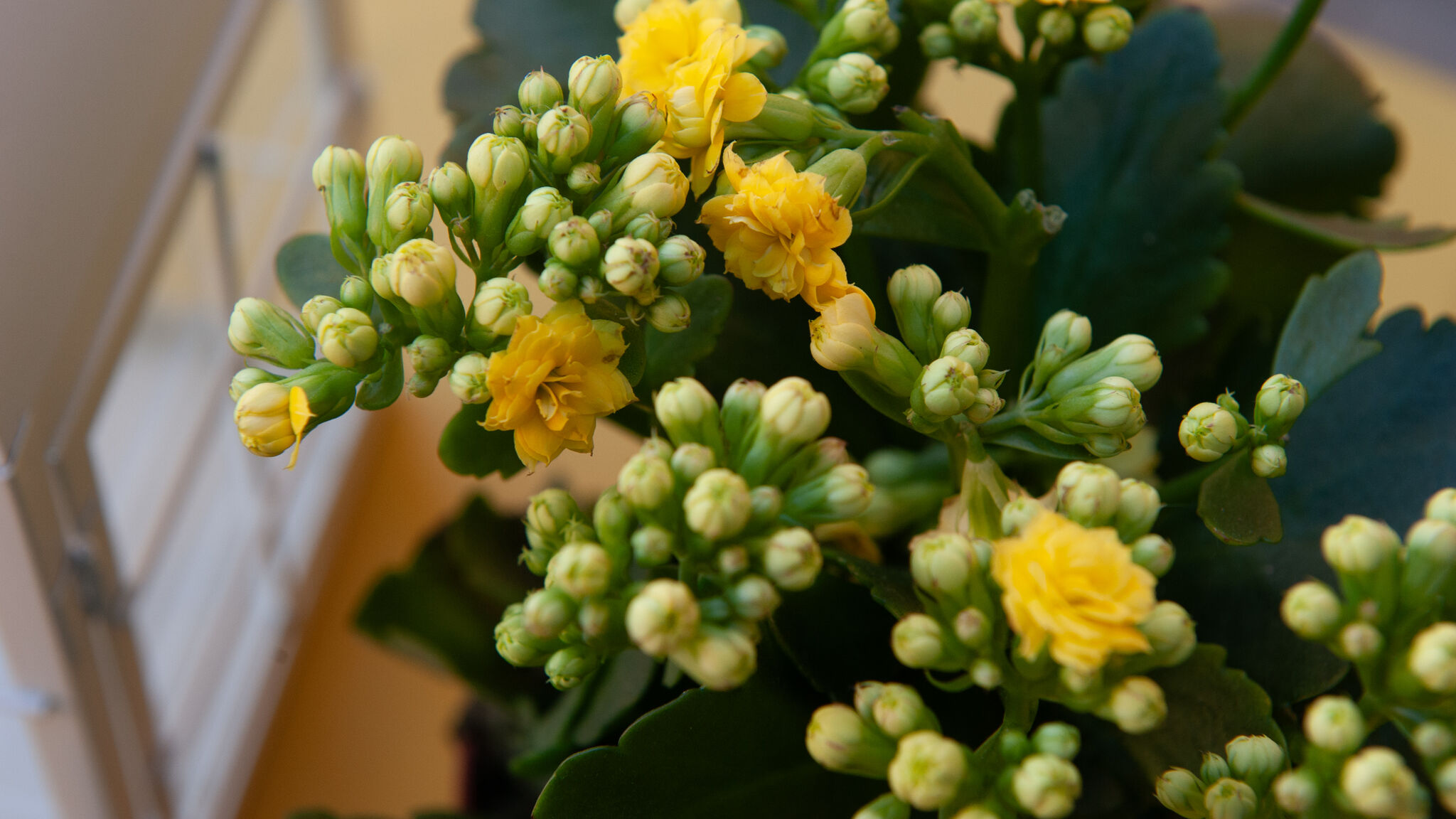 Italianway Firenze San Gaggio