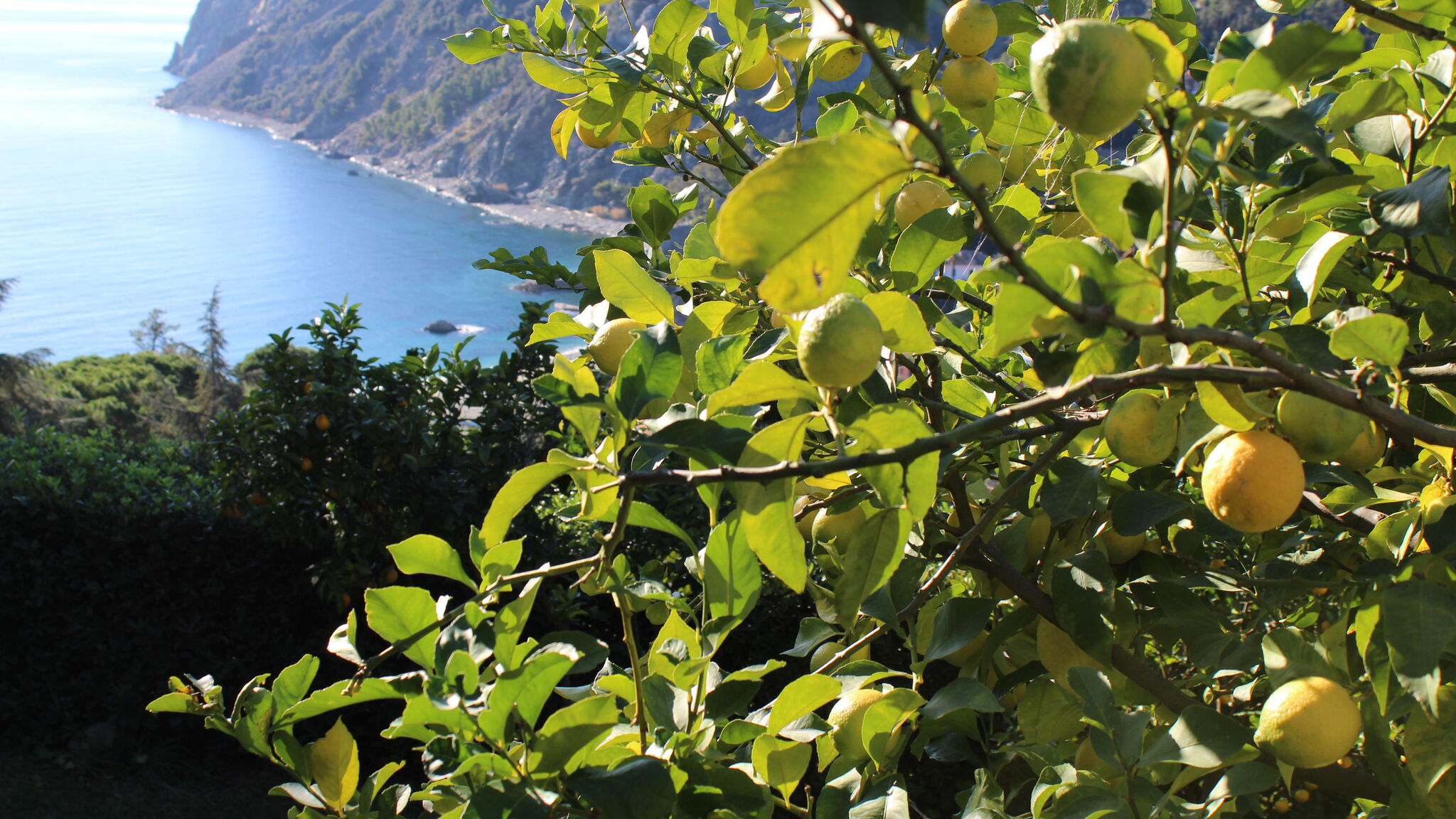 5Terrebnb Monterosso al Mare Historical Villa 'The Birdhouse' - Garden & Views