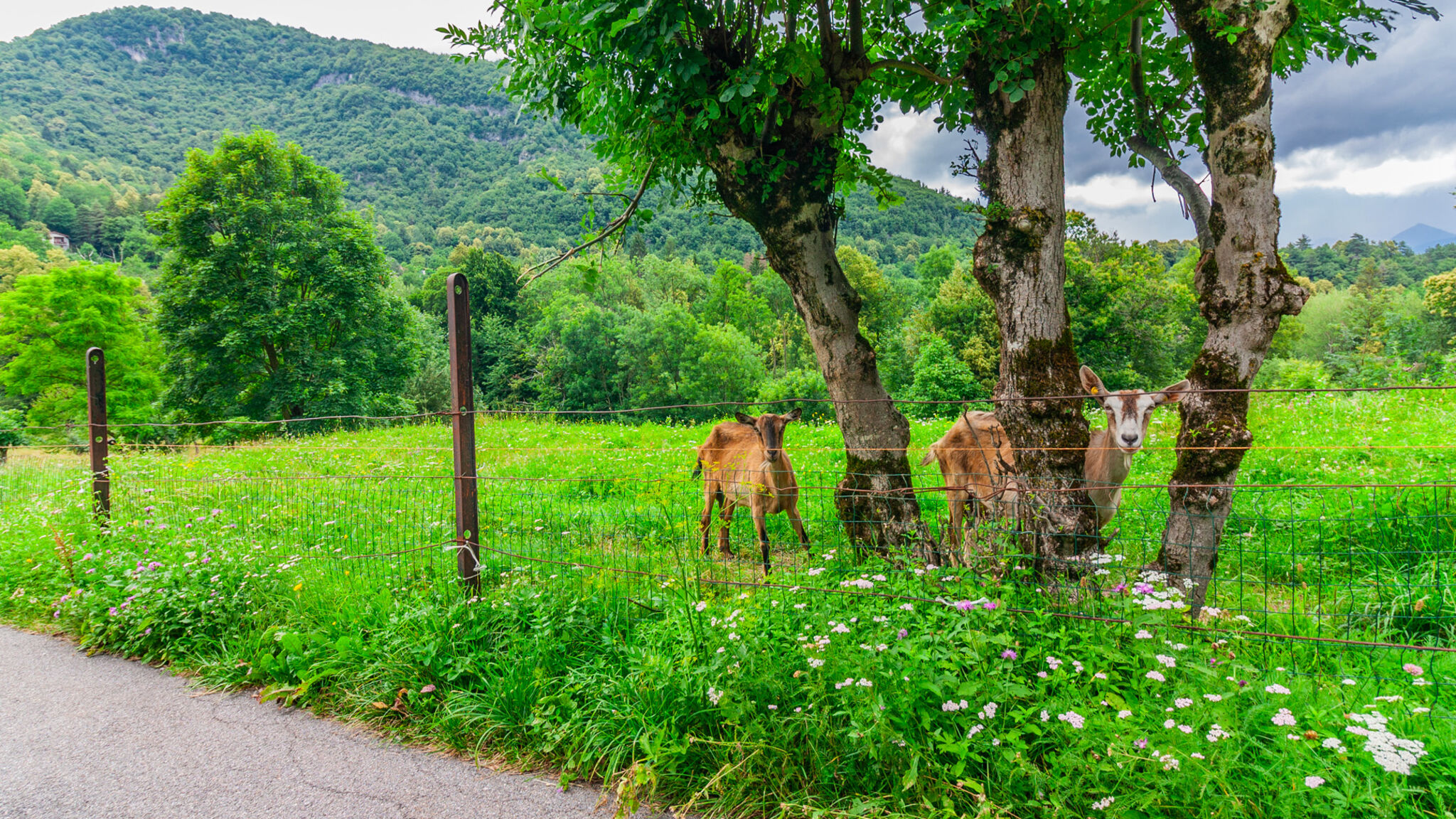 Italianway Bellagio Bellagio Charming Countryside Apartment