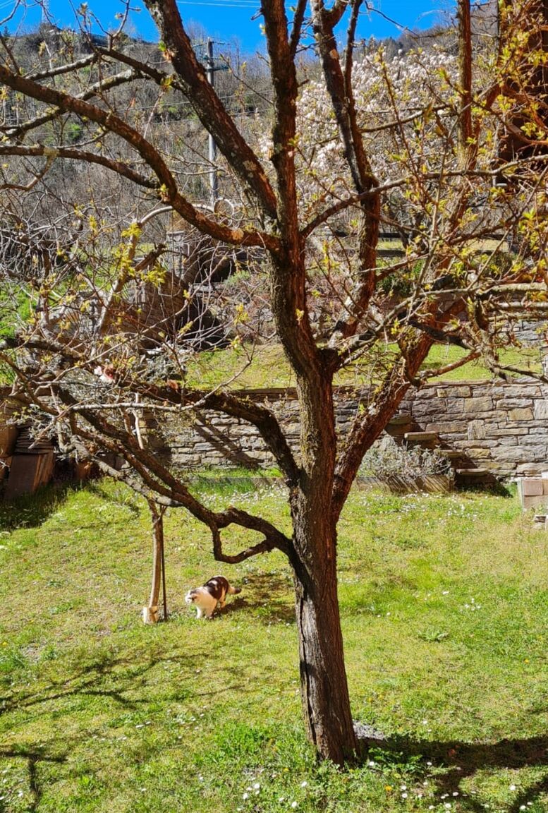 Italianway Calasca-Castiglione Casa respiro di montagna 