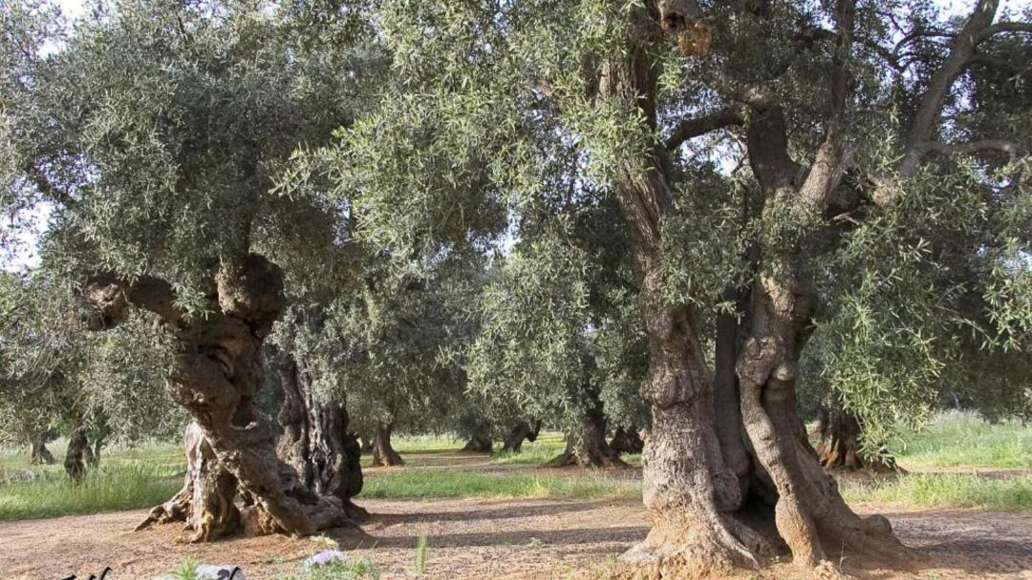 Italianway Monopoli Villa Don Cosimo by Sthey 