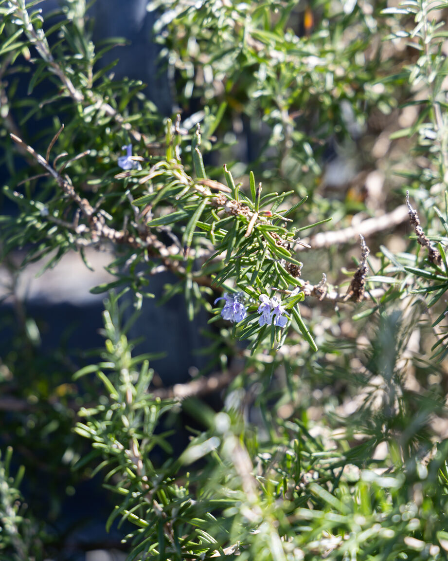 Italianway Bellano Home with panoramic view over Como lake