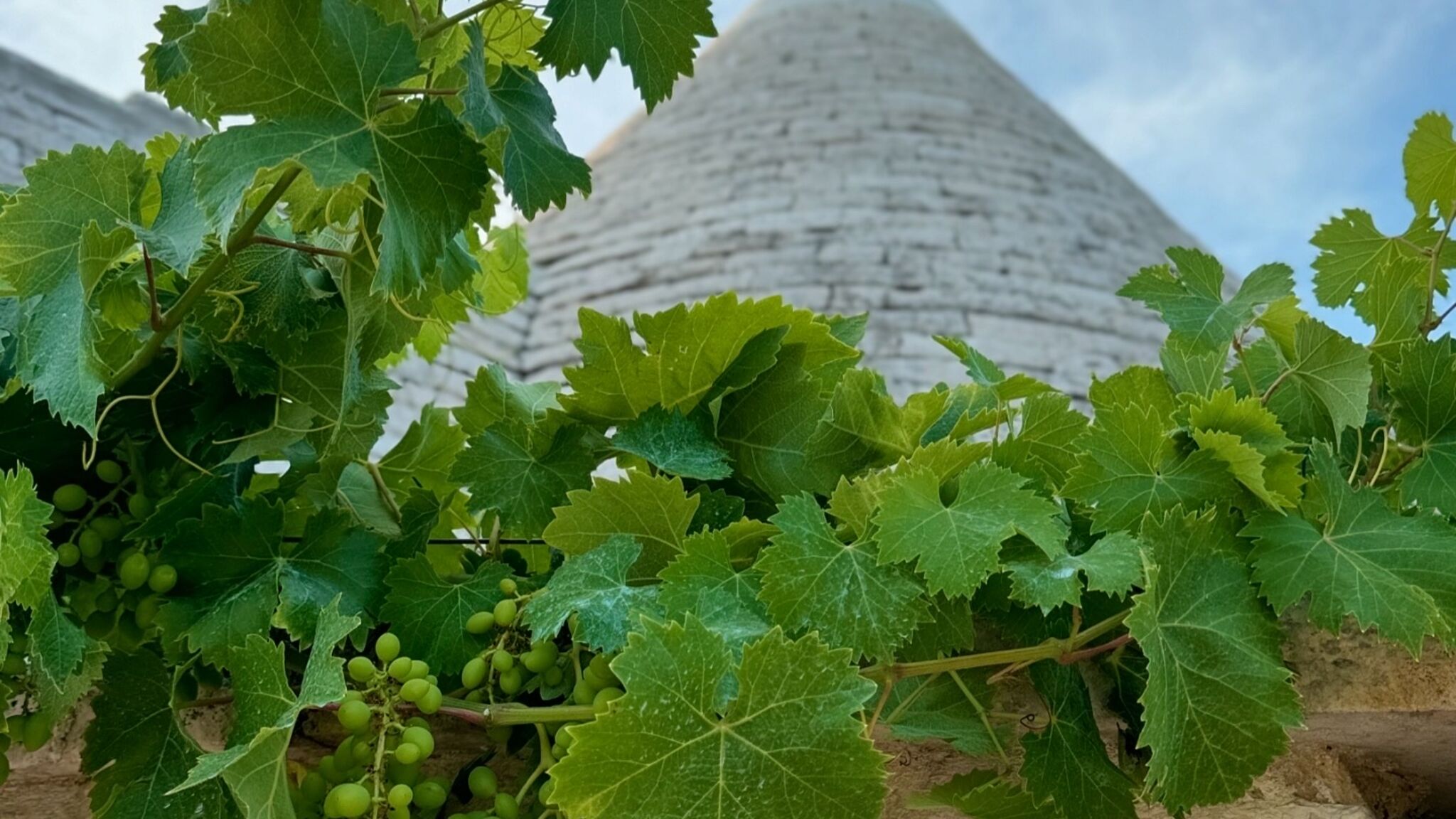 Italianway Locorotondo Trulli Itria Agave