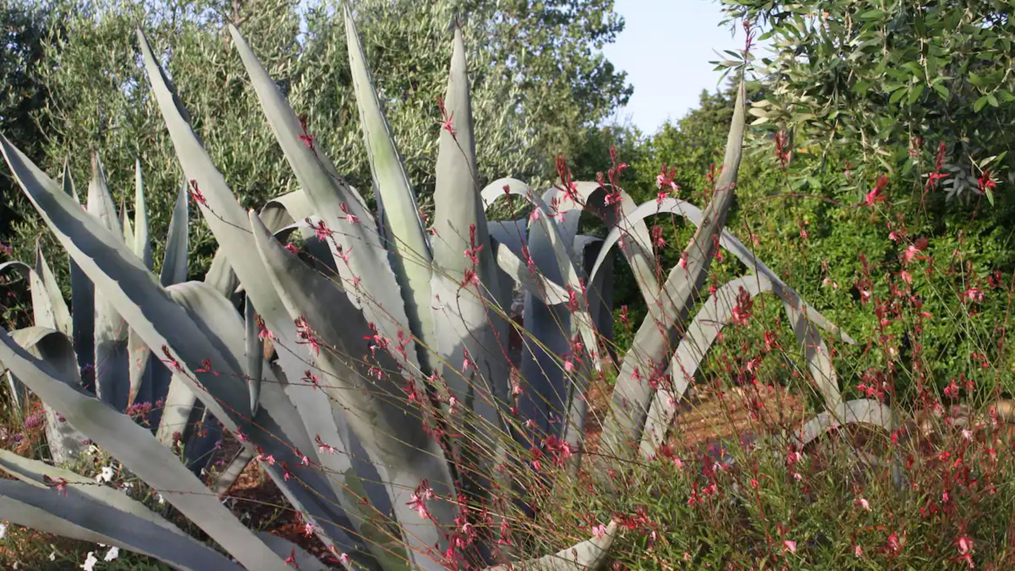 Italianway Locorotondo Trulli Itria Agave