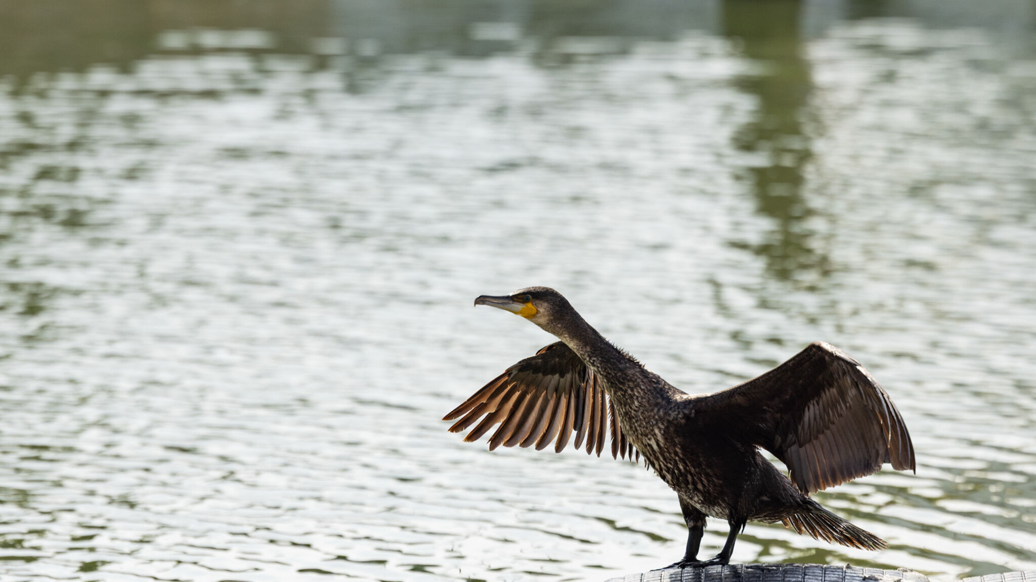 Italianway Misano Adriatico Casa Celeste Sea View - Riviera Collection