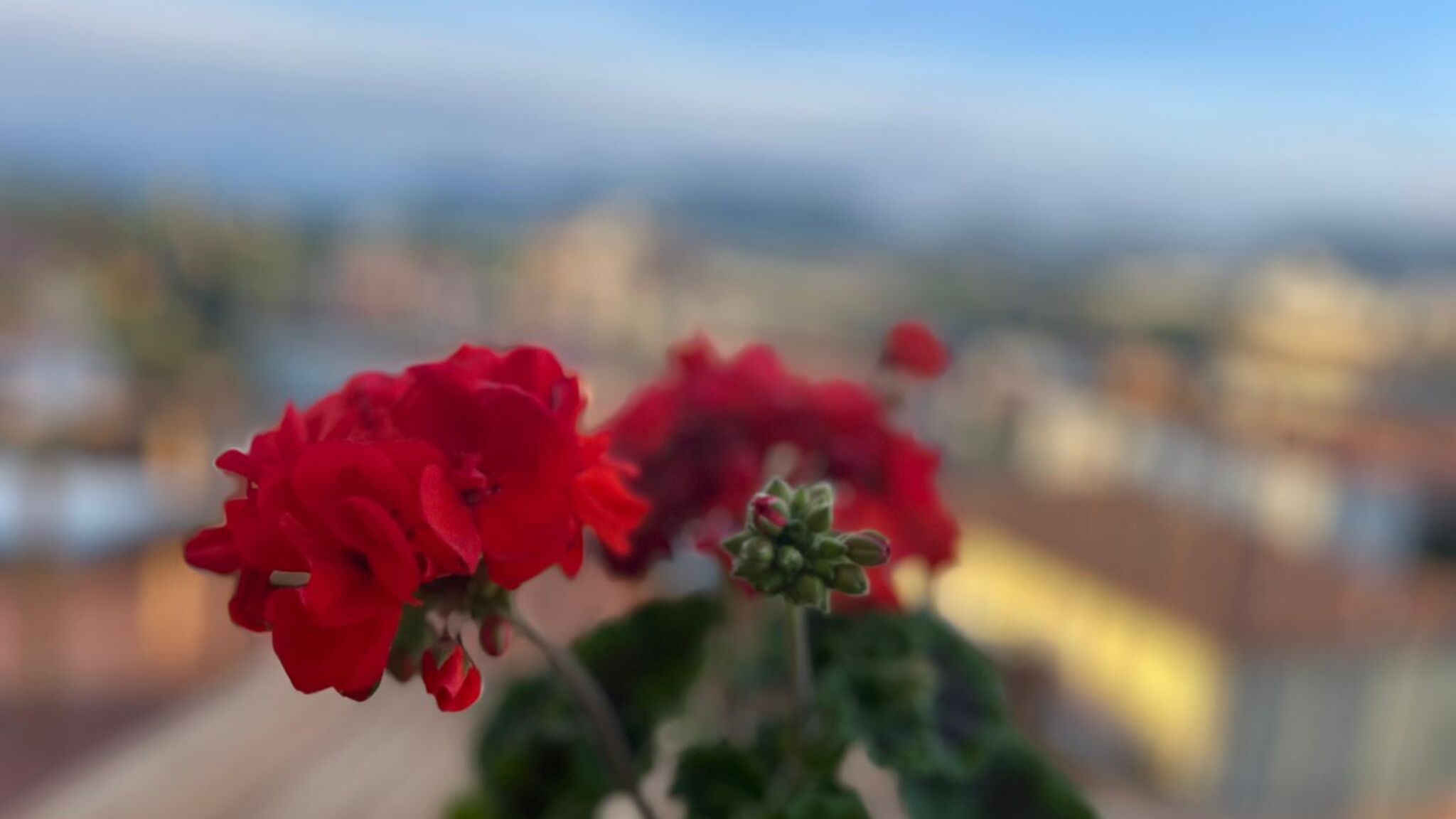 Italianway Pisa Moka Home