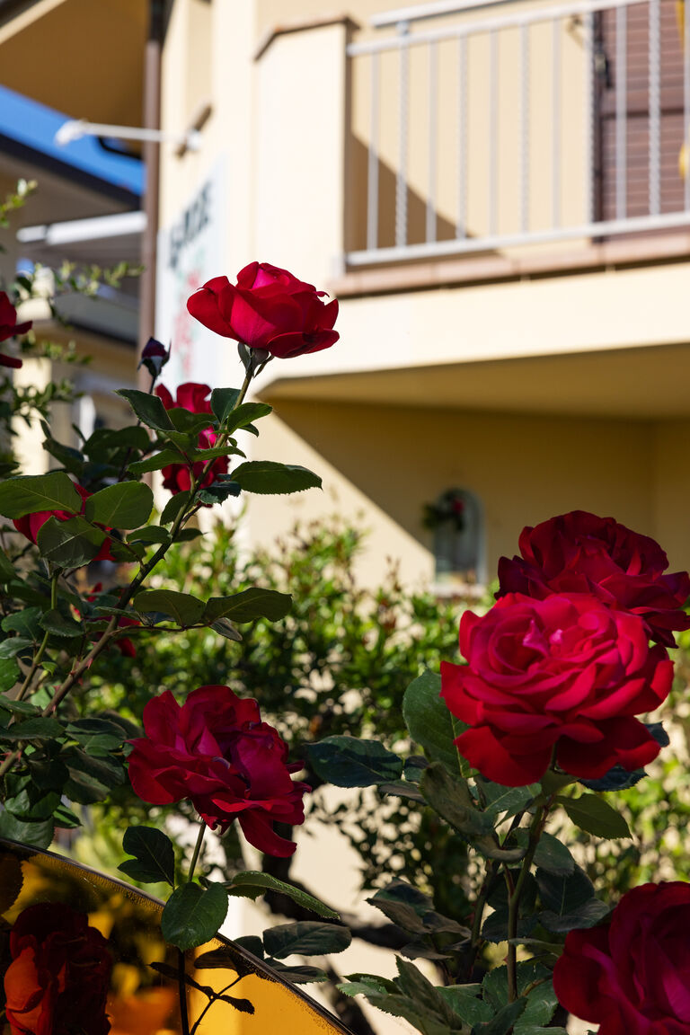 Le Rose Misano Circuit Suites
