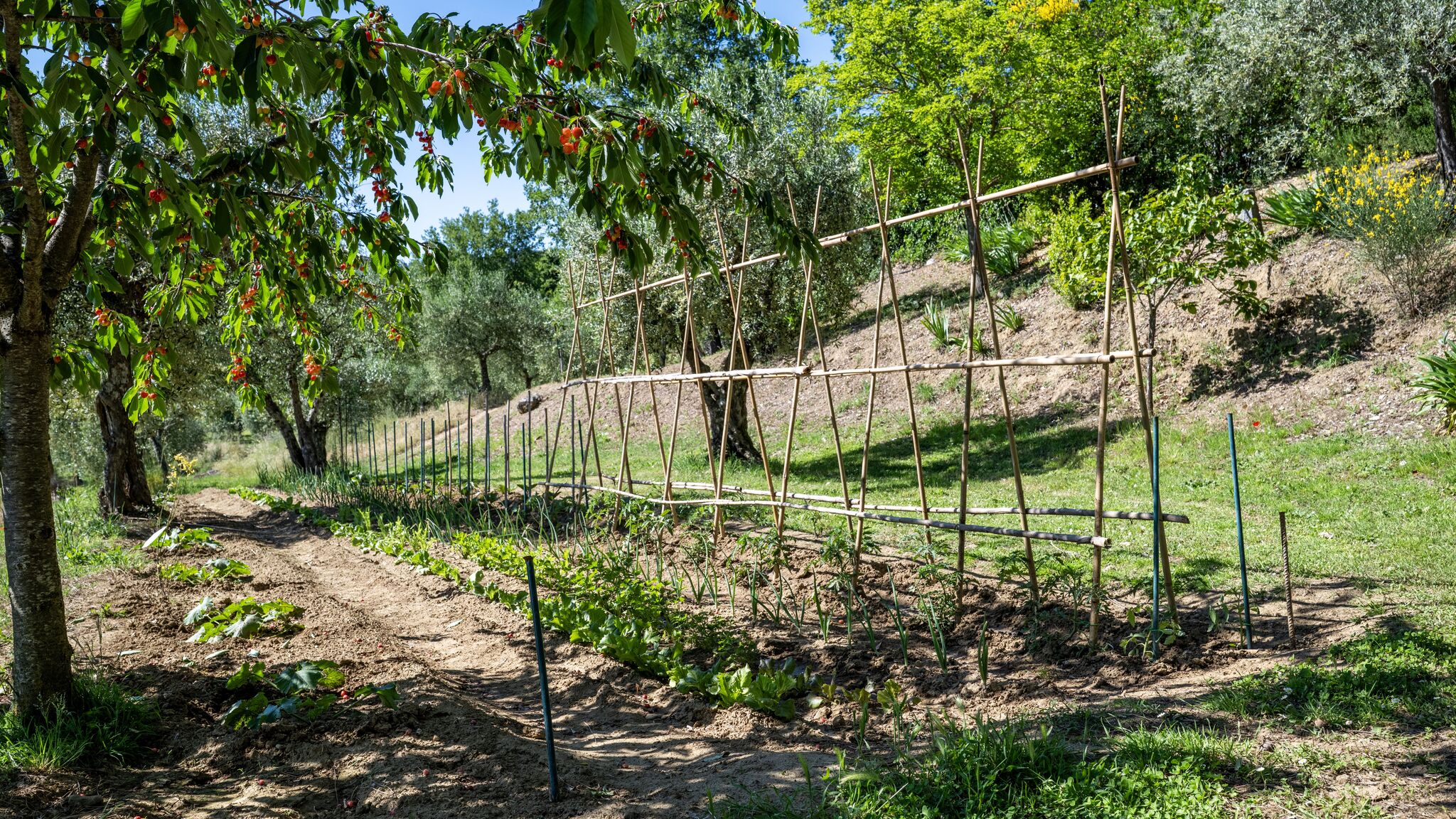 Italianway Cortona Tenuta Sagherina 8