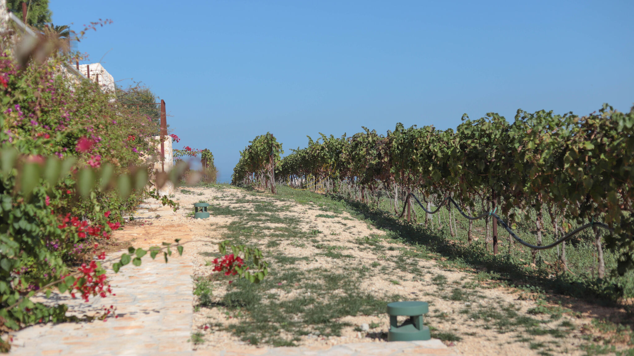 Trulli e Dimore Property Management Monopoli TD Tenuta Donna Madia Sea View Pool Over Vineyard