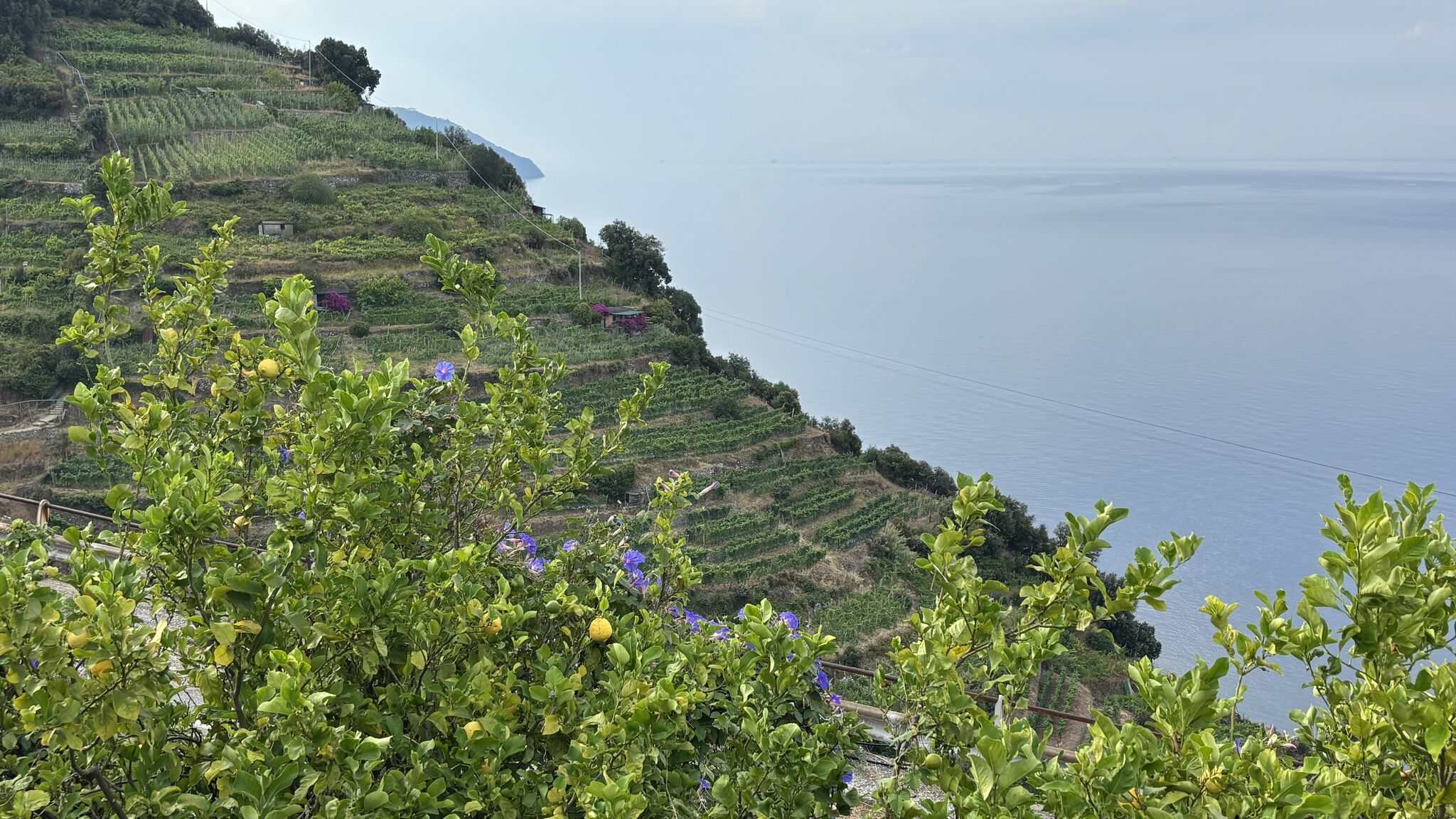 Italianway Monterosso al Mare Villa Serra - amazing sea view, AC and parking