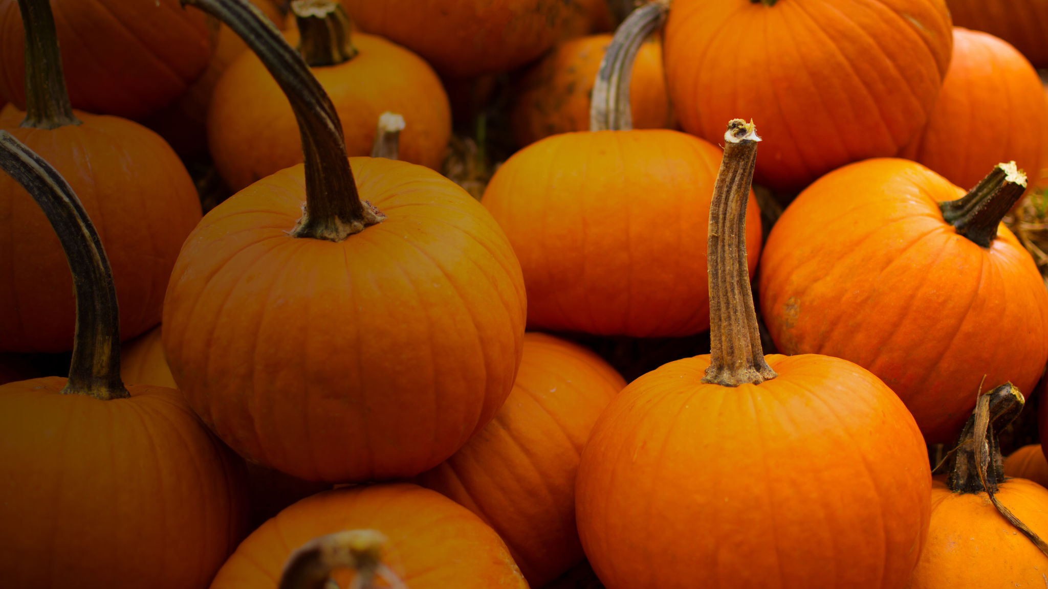 PUMPKIN25 slide