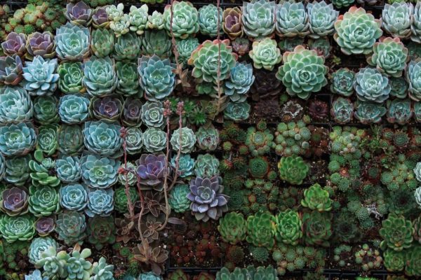 Jardines verticales
