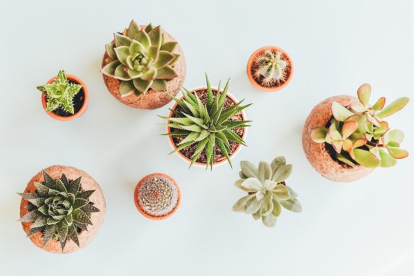 plantas crasas