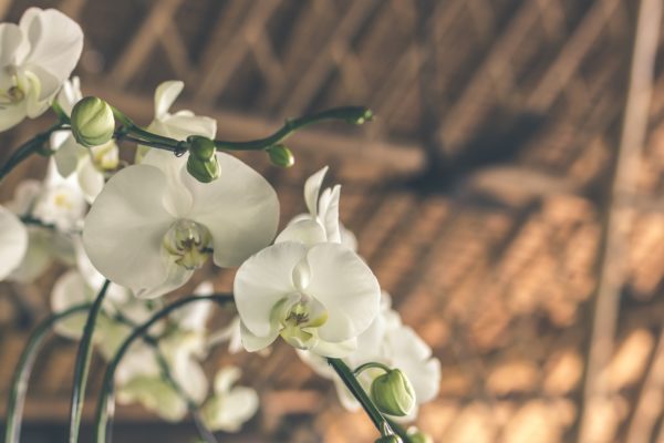 plantas de interior orquídea