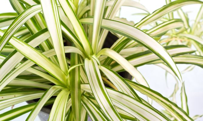 Cinta Planta Colgante