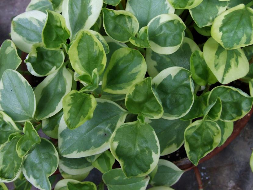Peperomia Plantas Colgantes