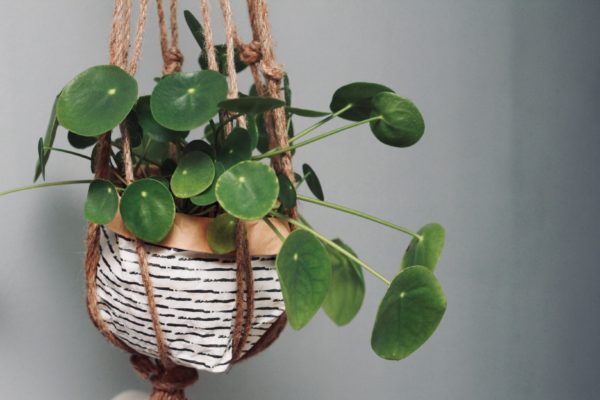 Plantas Colgantes Housfy