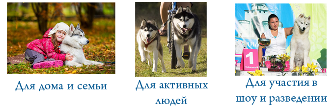Щенки хаски для вас.