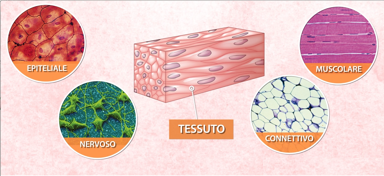 PPT DEL CORPO UMANO PowerPoint Presentation, free download ID2042177