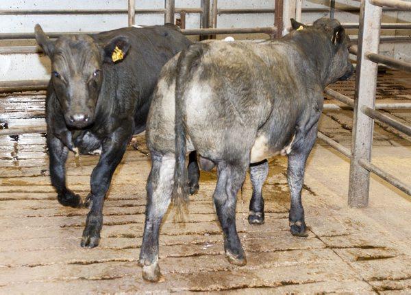 Weanling prices and numbers up