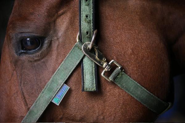Funds are sought for horse cull