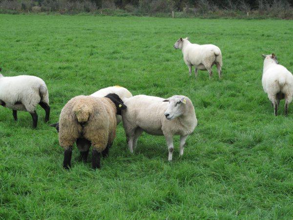 Schmallenberg disease spread slows
