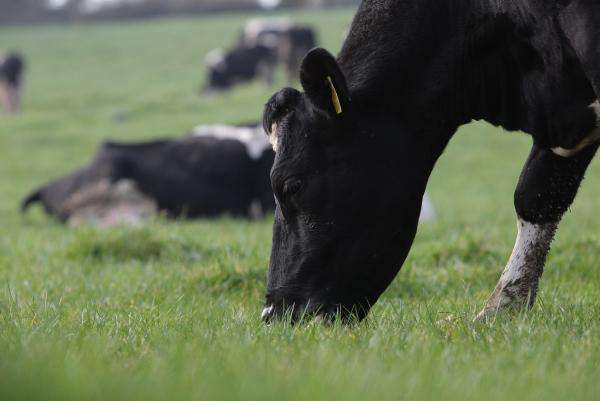 Johne’s control programme needed