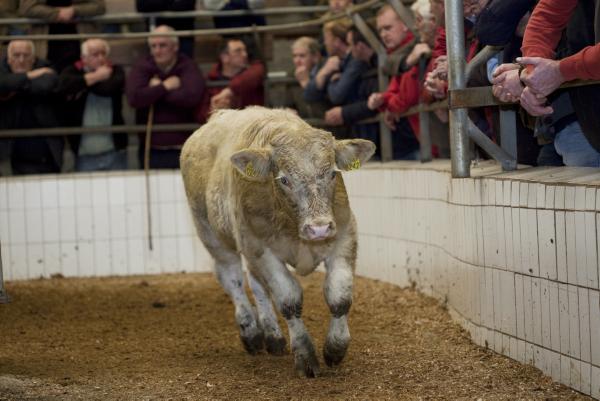 Strong weanling trade continues