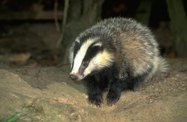 Britain' s badger cull misses its target of 70% removal