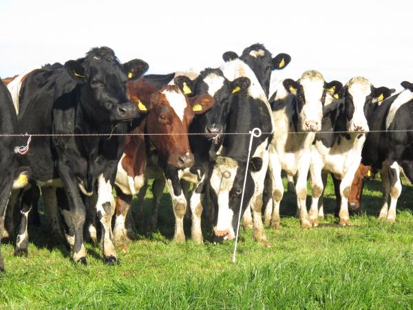 Autumn bonus for Greenfield Farm