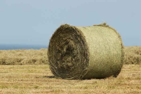August growth boosts fodder supply