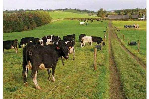 Autumn grazing management - Teagasc AGRIC Moorepark
