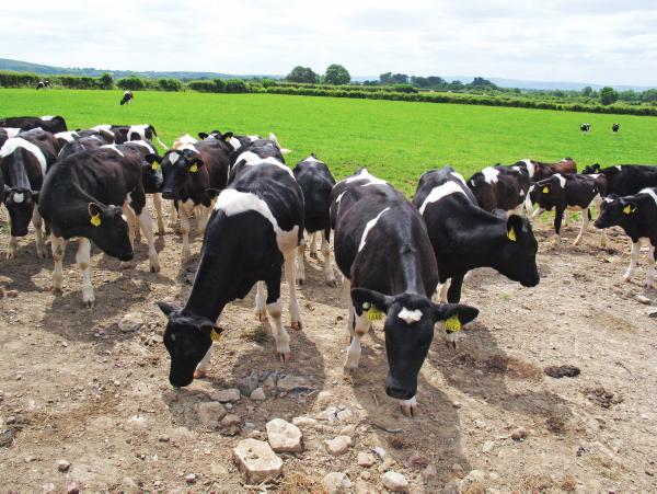 Commercial pedigree and pure Friesian
