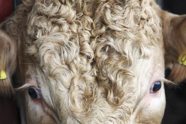 NISBP: Farmer Focus on John Egerton, Co Fermanagh