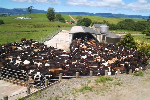 Dairy start-up diary: Getting used to life wearing Dairy L-plates